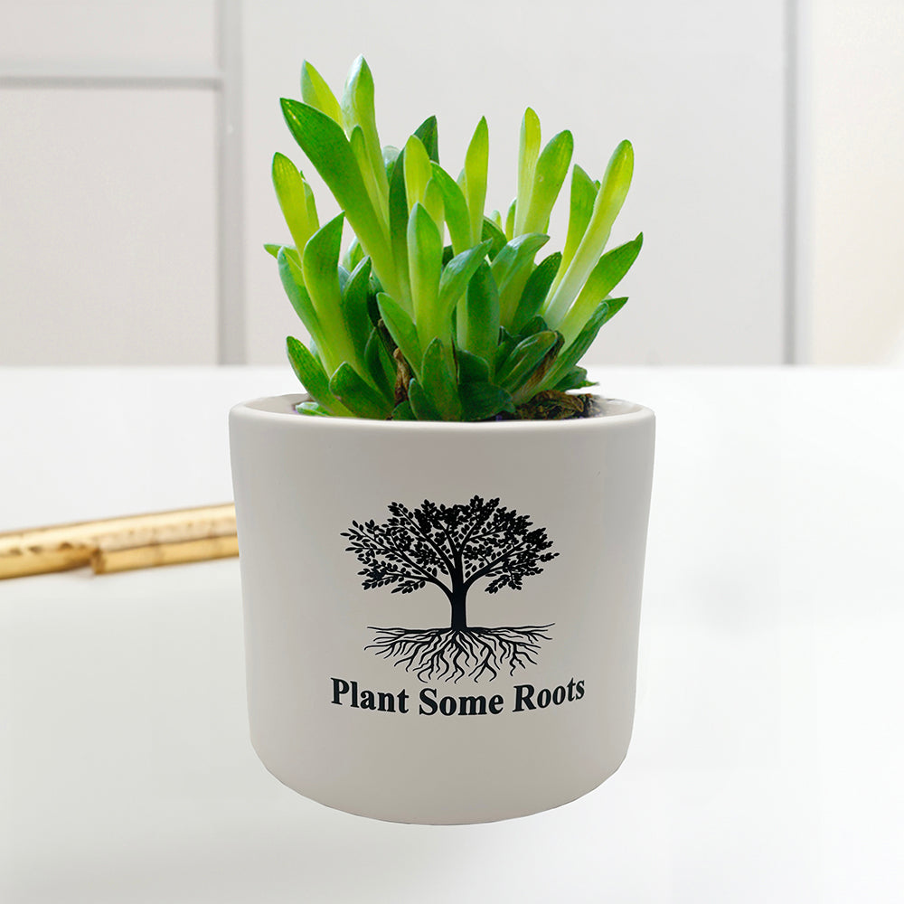pot de plante en anglais 025040White Flower Pot - Plant Some Roots