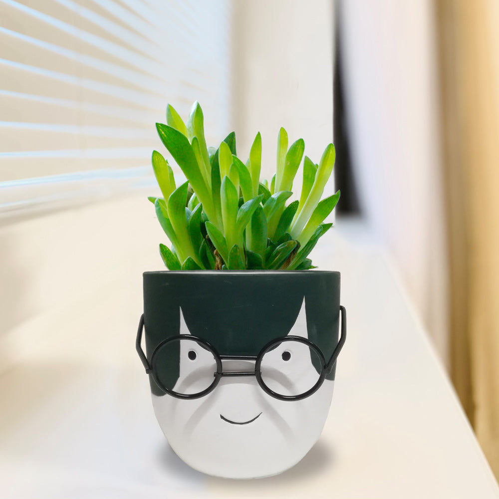 Little Miss Planter with Glasses 6/CS Default Title