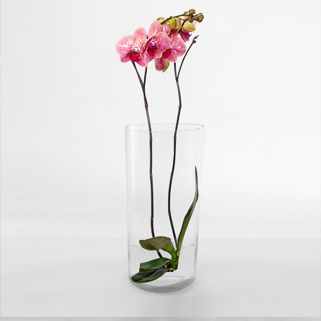150301|14" Glass Cylinder Vase 6/CS Default Title